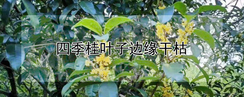 四季桂叶子边缘干枯（四季桂花叶子干枯）