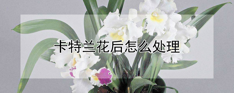 卡特兰花后怎么处理（卡特兰花后怎么修剪）