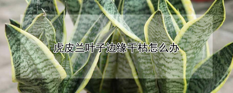 虎皮兰叶子边缘干枯怎么办 虎皮兰的叶子边缘烂了会干吗