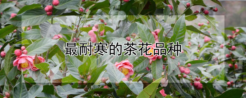 最耐寒的茶花品种