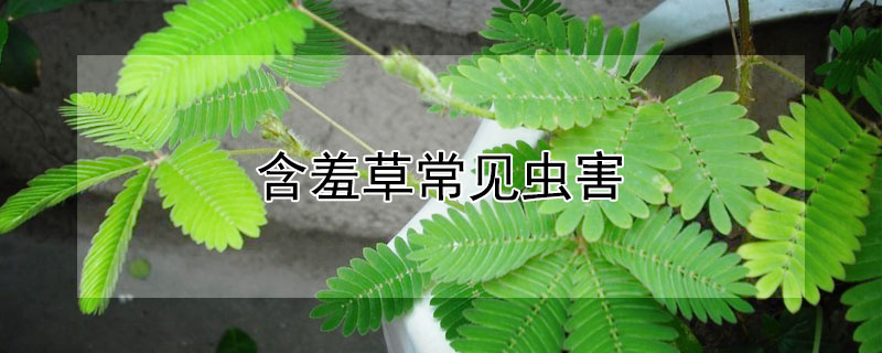 含羞草常见虫害（含羞草防虫）