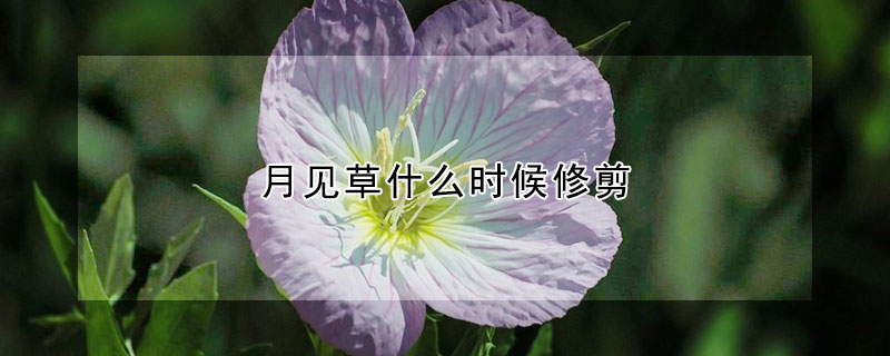 月见草什么时候修剪