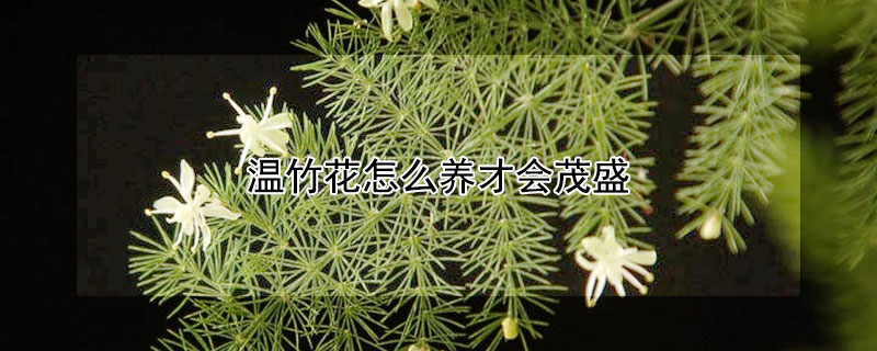 温竹花怎么养才会茂盛