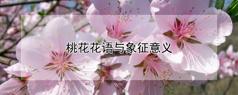 桃花花语与象征意义 桃花语和象征意义
