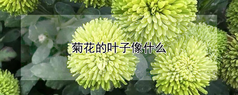 菊花的叶子像什么