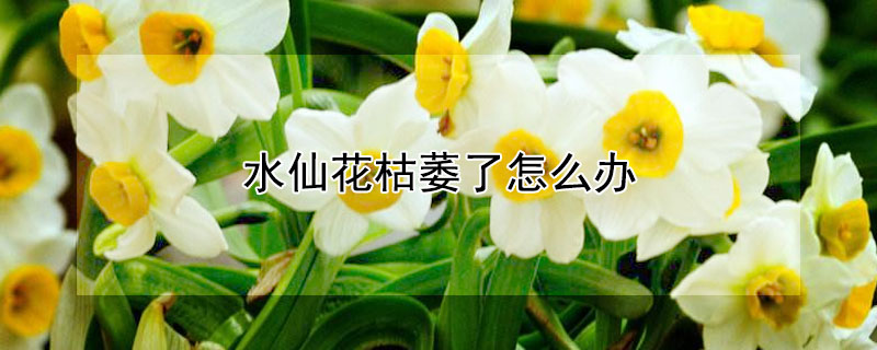 水仙花枯萎了怎么办 水仙花开完花就枯萎了