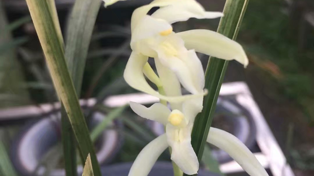 大雪素兰花的种植方法（兰花大雪素怎么养）