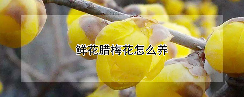 鲜花腊梅花怎么养