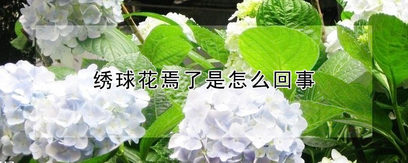 绣球花焉了是怎么回事