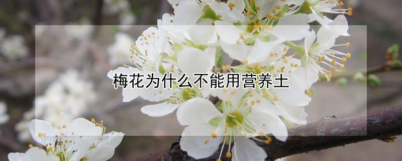 梅花为什么不能用营养土