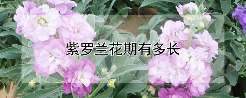 紫罗兰花期有多长