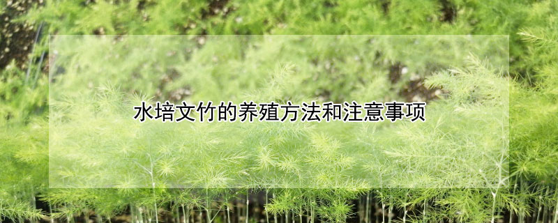 水培文竹的养殖方法和注意事项