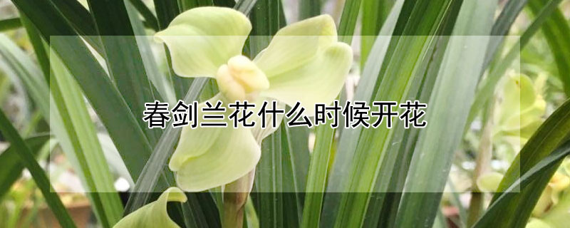 春剑兰花什么时候开花