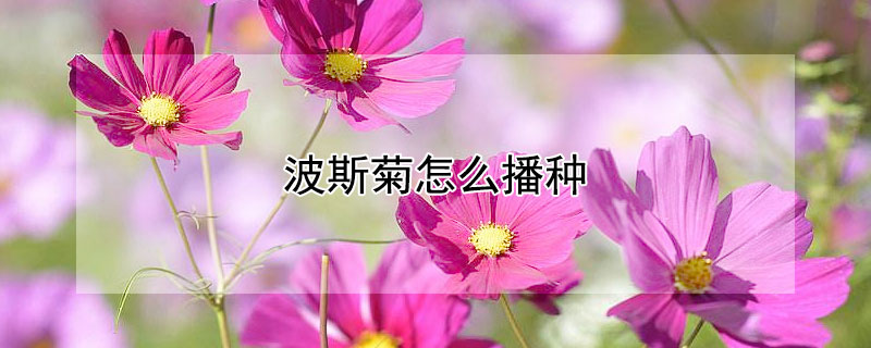 波斯菊怎么播种（波斯菊怎么播种后期怎么管理）