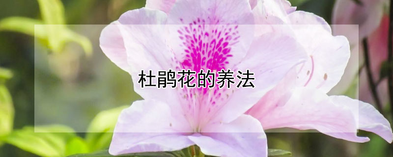 杜鹃花的养法