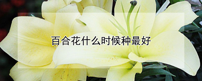 百合花什么时候种最好