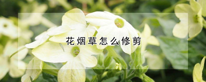 花烟草怎么修剪 花烟草花后怎么修剪