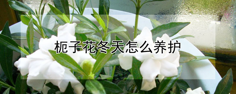 枙子花冬天怎么养护