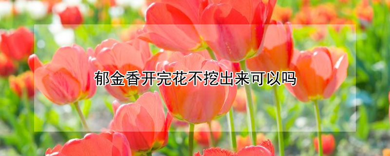 郁金香开完花不挖出来可以吗 郁金香花后不挖