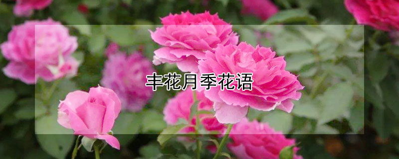 丰花月季花语