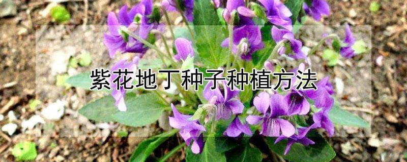 紫花地丁种子种植方法（紫花地丁种植技术）