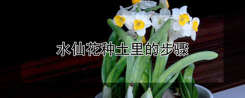 水仙花种土里的步骤（水仙花可以直接种在土里吗）