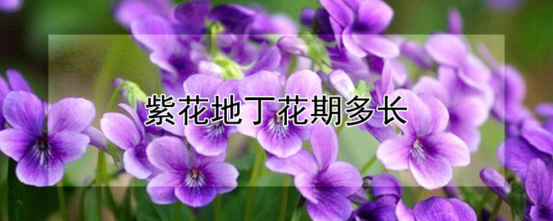 紫花地丁花期多长（紫地丁花期多久）