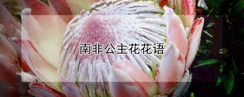 南非公主花花语（南非皇后花花语）