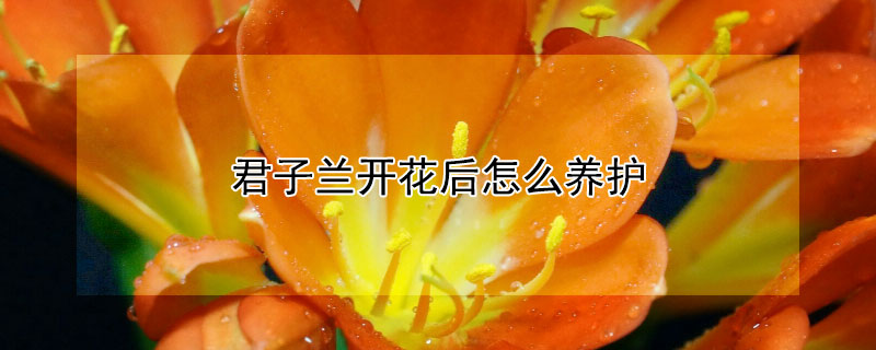 君子兰开花后怎么养护