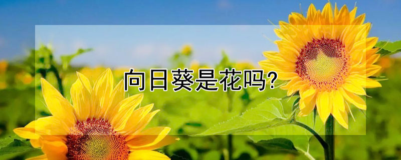 向日葵是花吗?