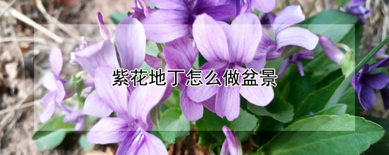 紫花地丁怎么做盆景 紫丁香盆栽方法