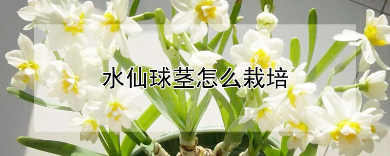 水仙球茎怎么栽培 水仙花种球怎么栽培