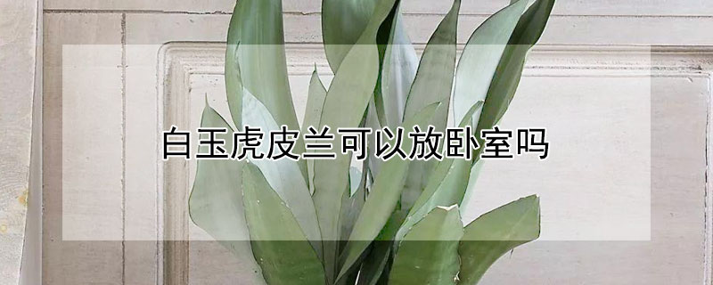 白玉虎皮兰可以放卧室吗