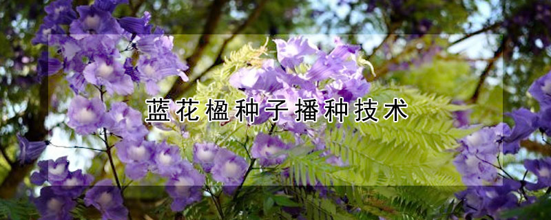 蓝花楹种子播种技术