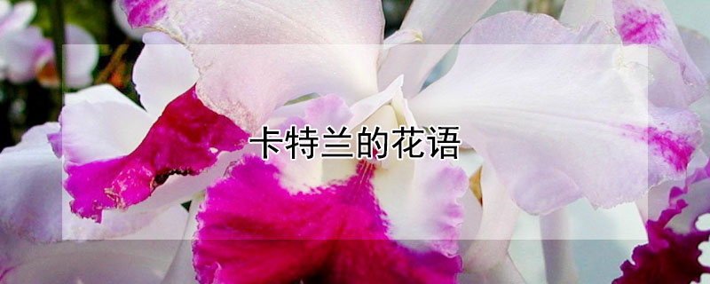 卡特兰的花语（卡特兰的花语和寓意）