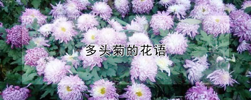 多头菊的花语