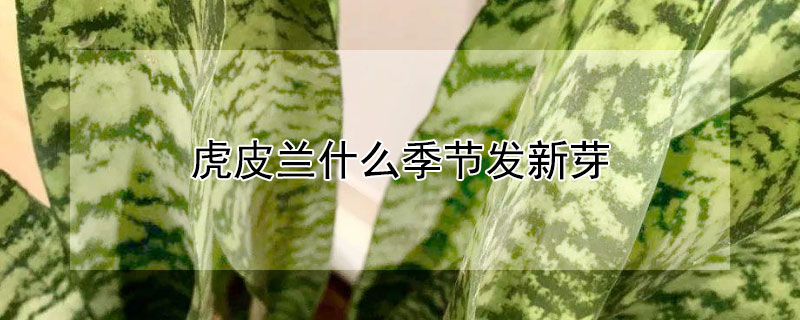 虎皮兰什么季节发新芽