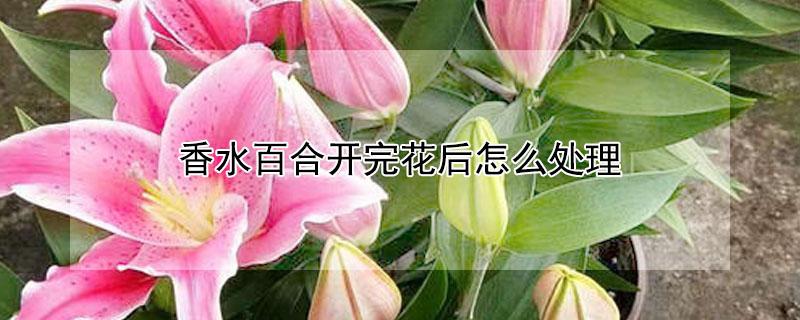 香水百合开完花后怎么处理（香水百合开完花后怎么处理视频）