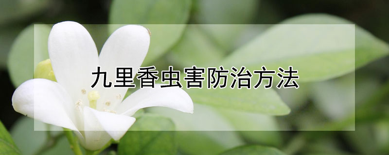 九里香虫害防治方法