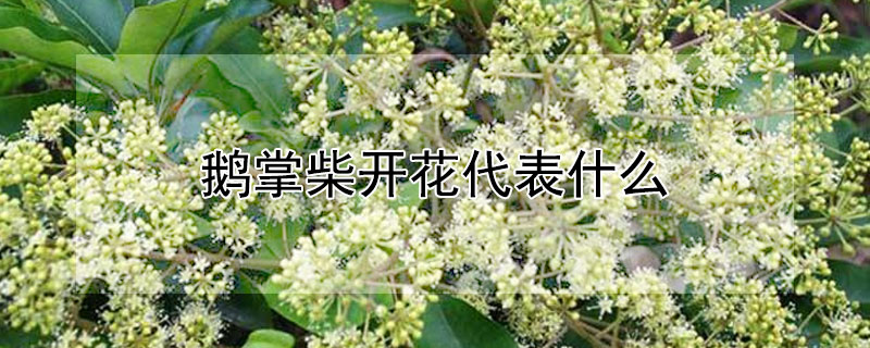 鹅掌柴开花代表什么