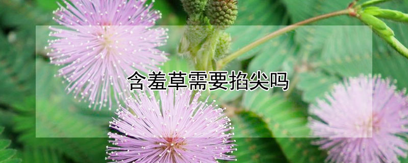 含羞草需要掐尖吗（含羞草怎么挑）