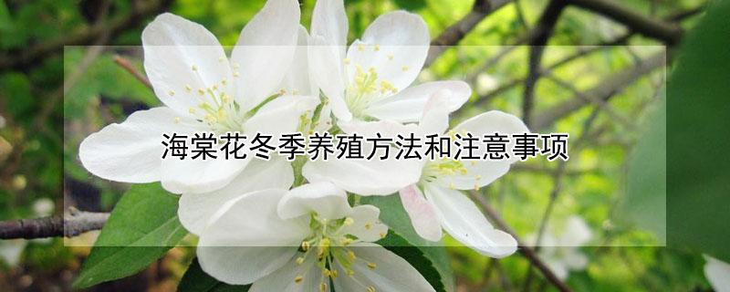 海棠花冬季养殖方法和注意事项