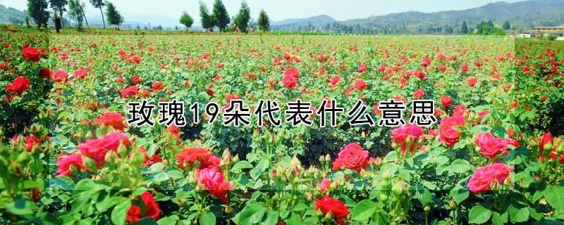 玫瑰19朵代表什么意思