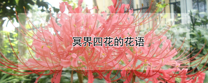 冥界四花的花语（冥界四花的名字）