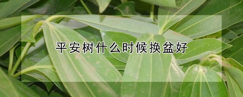 平安树什么时候换盆好