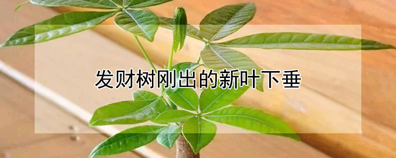 发财树刚出的新叶下垂