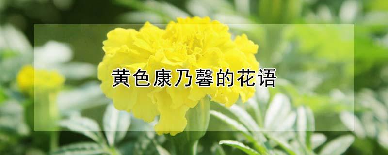黄色康乃馨的花语 黄色康乃馨的花语和寓意