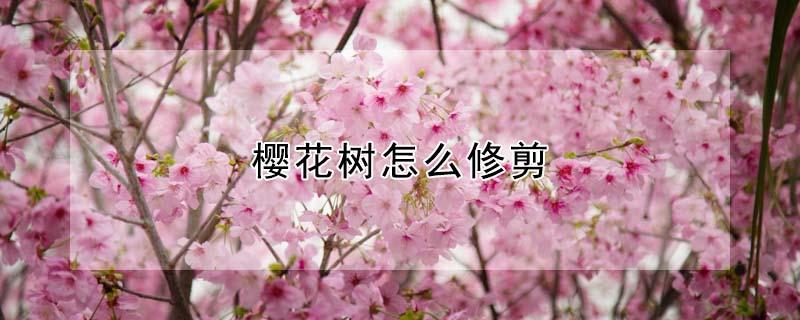 樱花树怎么修剪