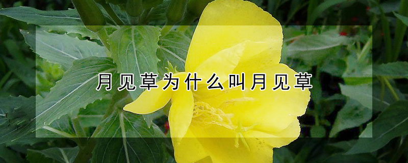 月见草为什么叫月见草