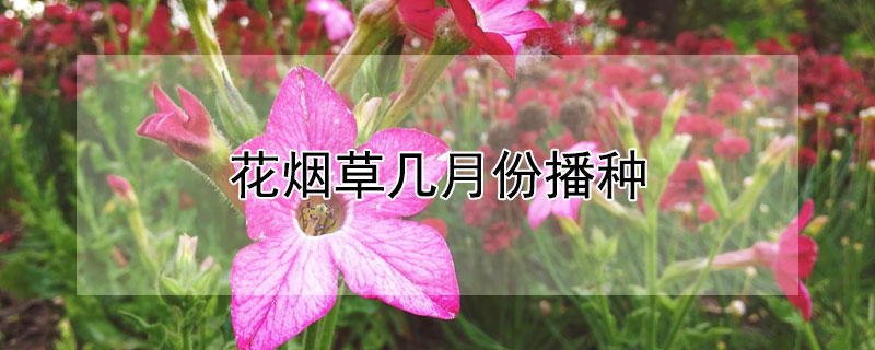 花烟草几月份播种（花烟草什么时候播种）